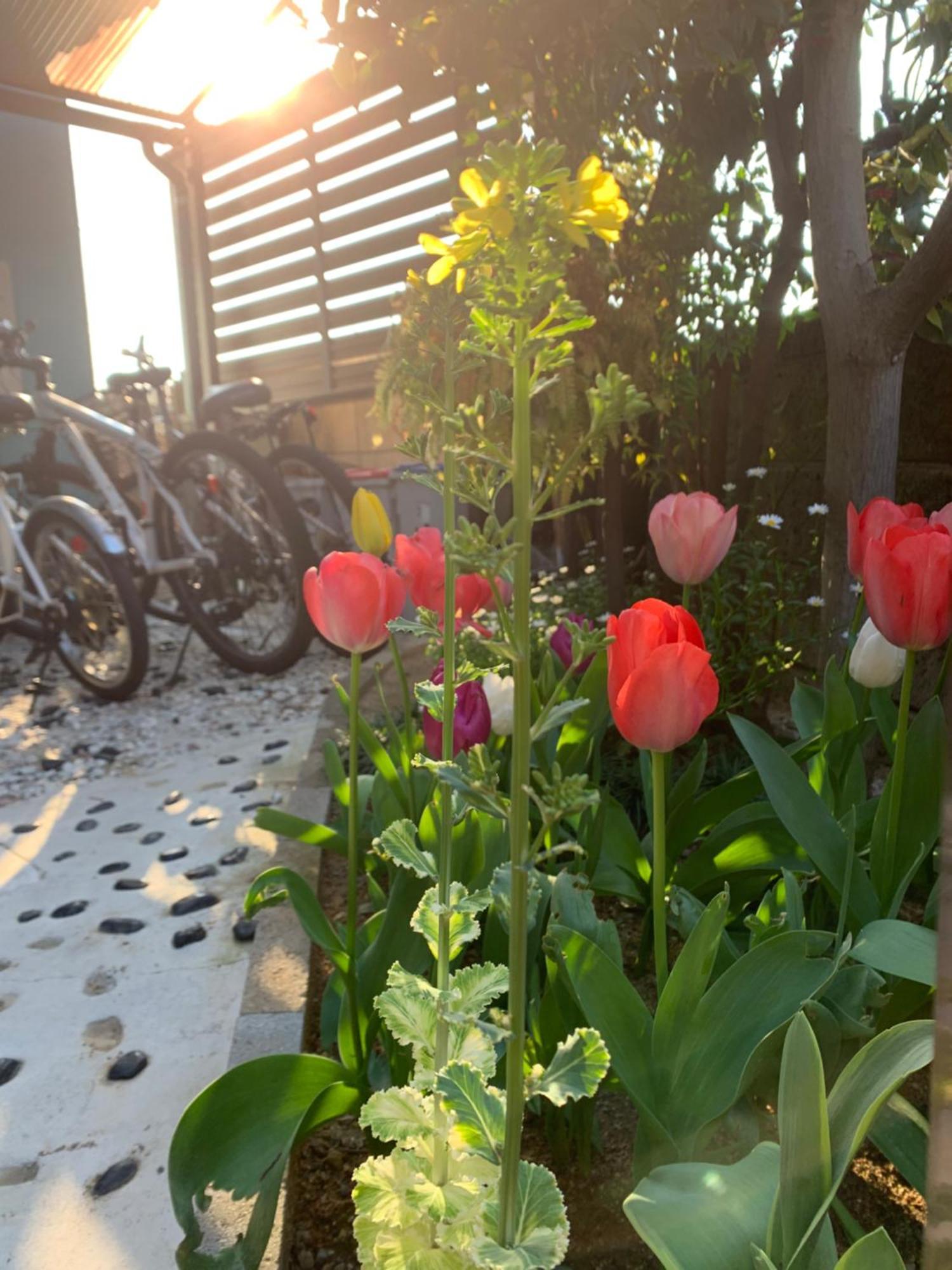 Apartamento 幽舍の庭 Izumisano Exterior foto